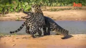 Ягуар напал на крокодила   Jaguar Attacks Crocodile  Big Cat Attacks Caiman Crocodile