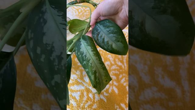 Did I Really Find A Deborah Chinese Evergreen Plant?!?!