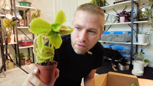 Unboxing the most miniature terrarium plant ever! смотреть онлайн