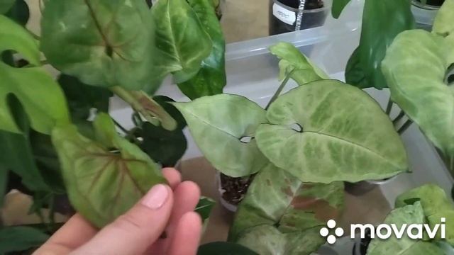 На выставке можно встретить очень редкие комнатные растения.