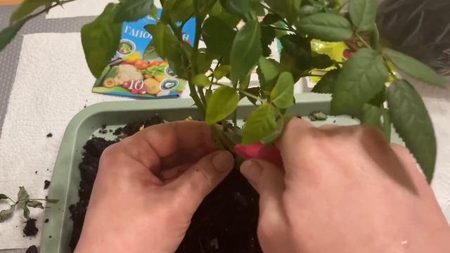 Как сохранить розу мини из горшка. Роза Кордана высаживаем в сад!