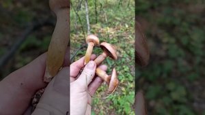Паутинник триумфальный и мокруха пурпуровая