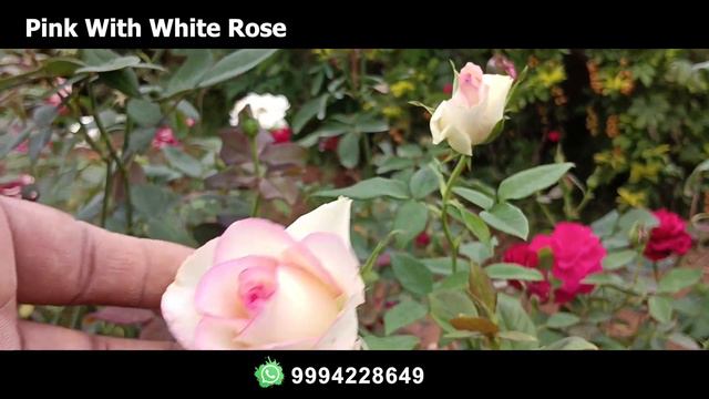 Weekend Spl Rose Collections Update || புதிய வரவு  || Part -1 Video || #onlinesale #msprosegarden смотреть онлайн