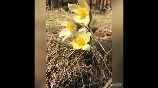 Лишь только подснежник распустится в срок... смотреть онлайн