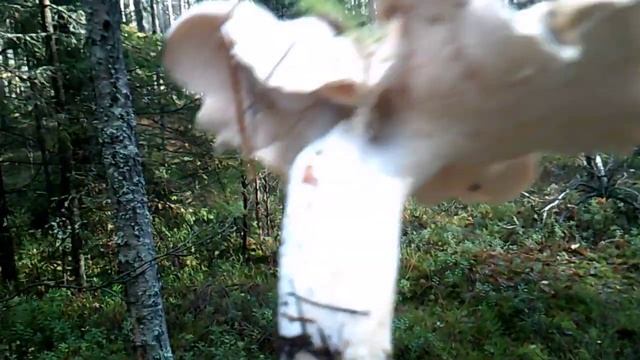 Лисичка трубчатая, ежовик жёлтый 17.10.2021 смотреть онлайн