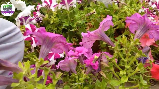 How to Take Care Petunia Flower, পিটুনিয়া গাছ থেকে গরমে প্রচুর ফুল পেতে কি ভাবে যত্ন নেবো