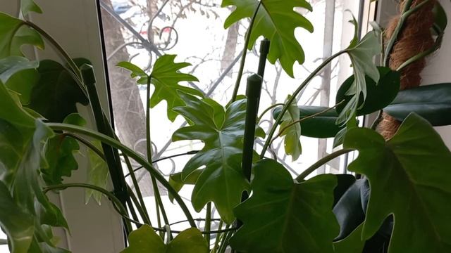 153. Цветы. Топ-10 моих растений января 2023 года. смотреть онлайн