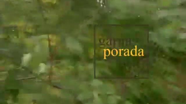 Листья тополя апплодируют смотреть онлайн