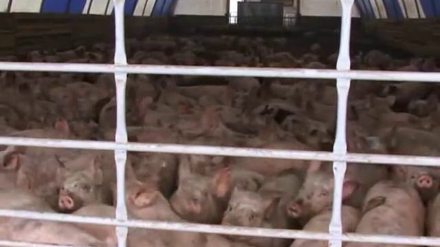 Производство свинины Корпорация «Агро Союз» смотреть онлайн