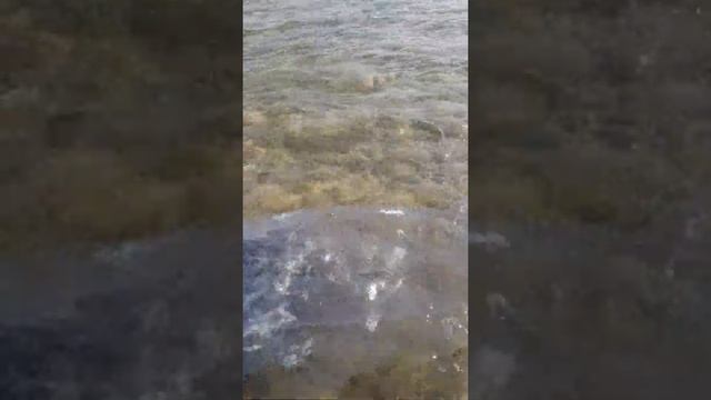 Тренировка ловли сардин сеткой- закидушкой. Средиземном море.Израиль, Хайфа. 2019.. смотреть онлайн