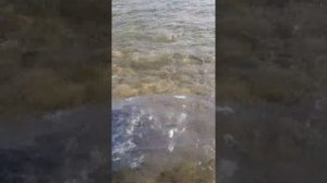 Тренировка ловли сардин сеткой- закидушкой. Средиземном море.Израиль, Хайфа. 2019..