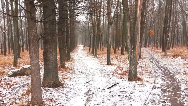 Стихотворение "Зимний лес" К.Ваншенкин смотреть онлайн