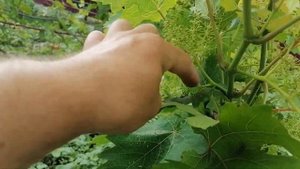 ЖУК Бронзовка. Срочно нужна помощь в борьбе с вредителем. Июнь 2020