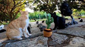 Cats reaction to the dancing cactus repeating sounds!