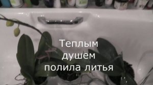 Полив орхидей  Фаленопсис погружением в воду.