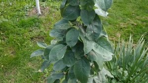 Колоновидная яблоня Президент .