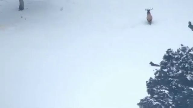 Стая волков нападает на оленей смотреть онлайн