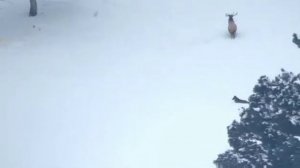 Стая волков нападает на оленей