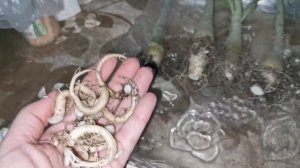 Адениумы // Марафонцам 7 месяцев. Последний отчёт.