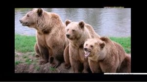 Животные весной