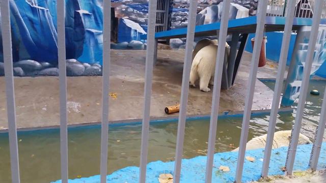 Мишки в пермском зоопарке смотреть онлайн