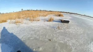 Две мормышки, два ротана, самый крупный - на гальяна