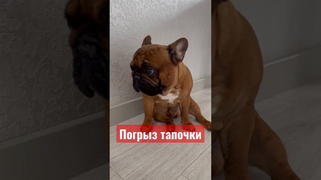 Погрыз тапочки