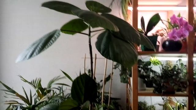 БОМЕРИЯ основы ухода/ОРХИДЕЯ/АНТУРИУМ обзор смотреть онлайн