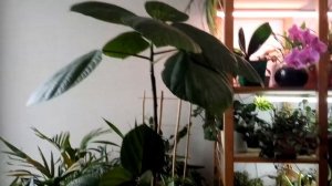 БОМЕРИЯ основы ухода/ОРХИДЕЯ/АНТУРИУМ обзор