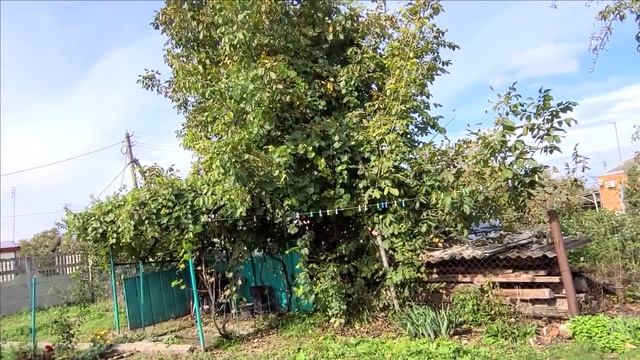 КатамаРант и Синяя Травка.....Друг Друга Стоим... смотреть онлайн