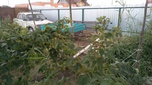 Нужна ли сетка для затенения малины и её себестоимость
