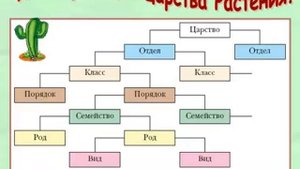 Систематика растений.AVI