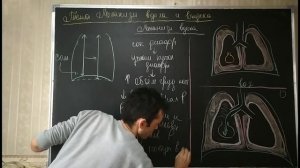 Физиология дыхание. Механизм вдоха и выдоха.