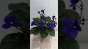 Фиалка стандартная, ретро сорт 1948г Blue boy. Обзор.