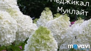 КАК вырастить ВЫСОКИЕ или низкие и ПЫШНЫЕ кусты ГОРТЕНЗИИ/Мой опыт