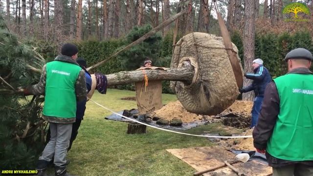Высадка крупномерных деревьев. Planting large trees.