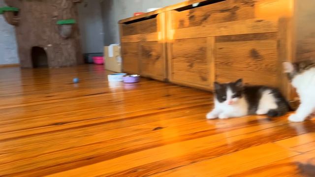 СМЕШНЫЕ КОТИКИ ЮГИ и ЯНИ! КОШКА МУРКА и КОТ МАЛЫШ приняли КОТЯТ в СЕМЬЮ А НУ-КА ДАВАЙ-КА!