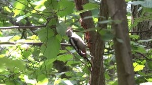 Дятел добывает личинки и раздолбил все дерево. The woodpecker gets larvae and gouged the whole tree