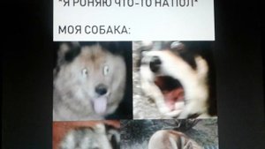 Смешные мемы про животных