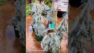 Ель Эльгельмани Глаука) питомник Московская область Балашиха Жемчужная 496) Вотцап 89036602009)🌲❤️