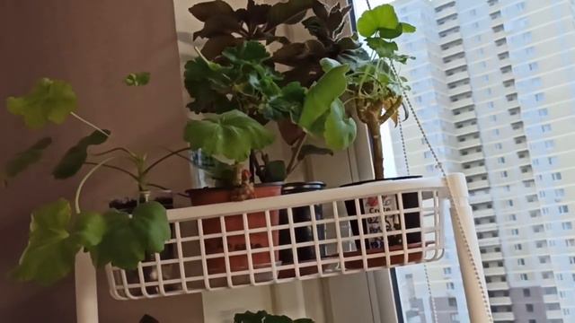 Купила удобную угловую этажерку для цветов/I bought comfortable corner shelves for small flowers