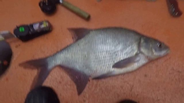 Белоярка Черемшана ночная рыбалка на леща 05.02.22 смотреть онлайн