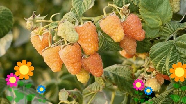 Малина ремонтантная Оранжевое чудо. Краткий обзор, описание характеристик, где купить саженцы смотреть онлайн