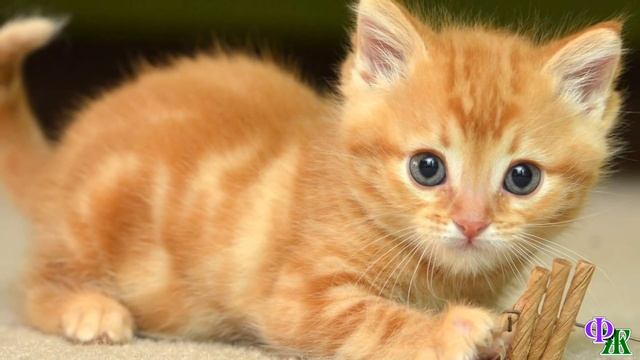 Не стало бабушки, а через 9 дней к нам прибился рыжий котенок, и тут такое началось… смотреть онлайн