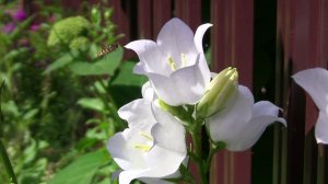 Колокольчик Кампанула. Уникальный проект - Дачные картинки.