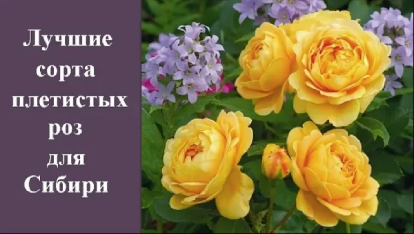 ❀ Лучшие сорта плетистых роз для Сибири и основные правила их посадки