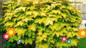 Клен остролистный Голден Глоб. Краткий обзор, описание характеристик acer platanoides Golden Globe