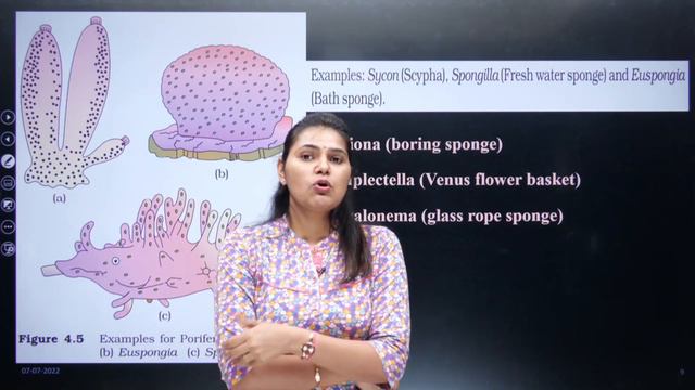 Animal Kingdom L2 | Phylum - Porifera And Coelenterata | Class 11 | Padhle NEET | NEET 2023 And 202 смотреть онлайн