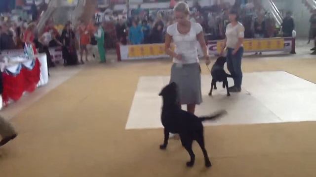 РИНГ ЛАБРАДОРОВ CACIB Улан-Удэ смотреть онлайн