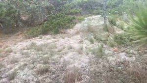 СБОР ГРИБОВ В АМЕРИКЕ / ТАКОЕ ВООБЩЕ БЫВАЕТ? ВОТ ЭТО УДАЧА! #сша #лесныегрибы #подосиновики #грибы